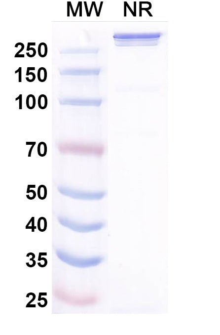 Anti-Human 4-1BB & PD-L1 Bispecific Reference Antibody (Xirestomig) – Figure 1 of 4