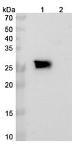 Anti-Human 4-1BB & HER2 Bispecific Reference Antibody (Cinrebafusp alfa) – Figure 1 of 3