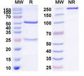 SDS-PAGE for Anti-Human CD137/TNFRSF9 Antibody (SAA0054)