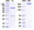 Anti-Human 4-1BB/TNFRSF9/CD137 Reference Antibody (Atenastobart) – Figure 1 of 1
