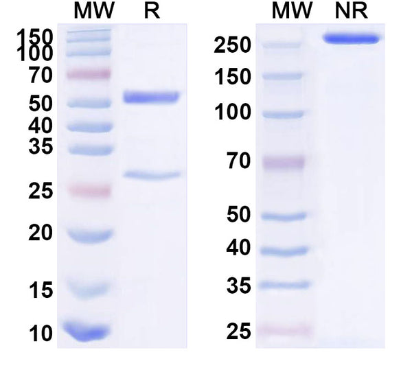 SDS-PAGE for Anti-Human ITGA9 Antibody (SAA1586)
