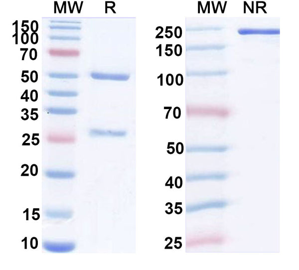 Anti-Human FGL1 Reference Antibody (SH-07) – Figure 1 of 1