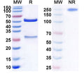 Anti-Human CD317/BST2 Reference Antibody (XmAb 5592) – Figure 1 of 1