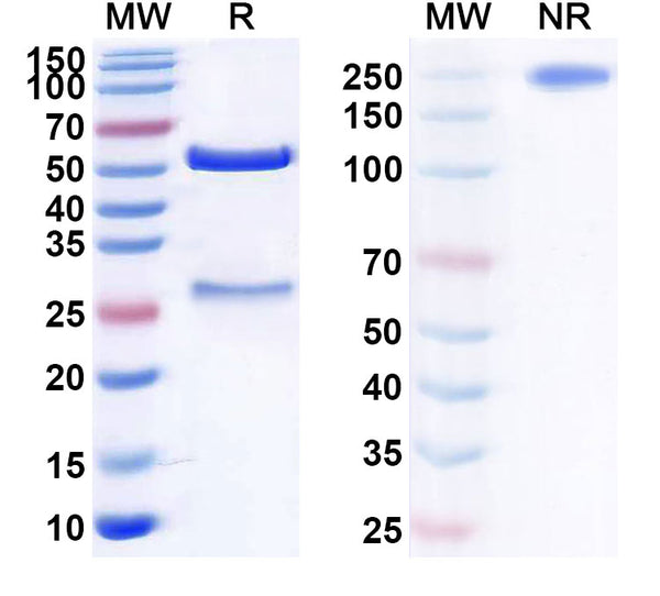 Anti-Human CD317/BST2 Reference Antibody (XmAb 5592) – Figure 1 of 1