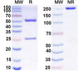 Anti-Human GAS6 Reference Antibody (KM5320) – Figure 1 of 1