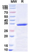 Recombinant Human NUMA1 Protein, N-GST & C-His