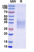 Recombinant Human CD47/MER6 Protein, C-His