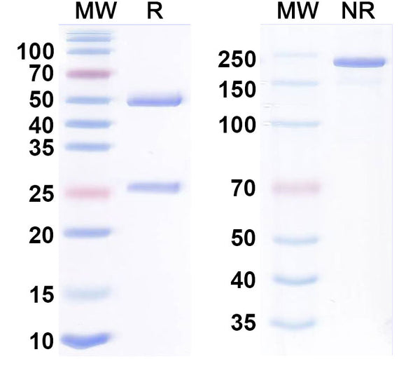 Anti-Human CD47 Reference Antibody (Magrolimab) – Figure 1 of 1