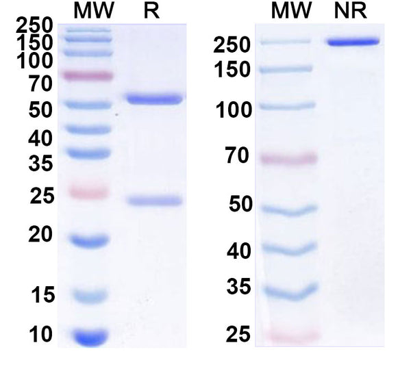 Anti-Human CD47/MER6 Reference Antibody (IMC-002) – Figure 1 of 1