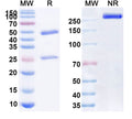 Anti-Human CD47/MER6 Reference Antibody (STI-6643) – Figure 1 of 1