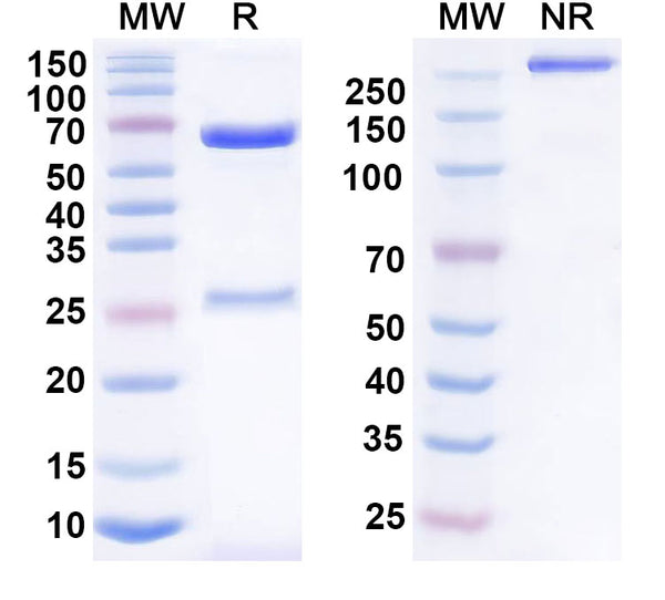 SDS-PAGE for Anti-Human CD148 Antibody (AB-2)