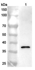 Western blot analysis was performed using anti-RAD51 polyclonal antibody at 1ug/mL on various samples.
Lane 1: K562 cell lysate