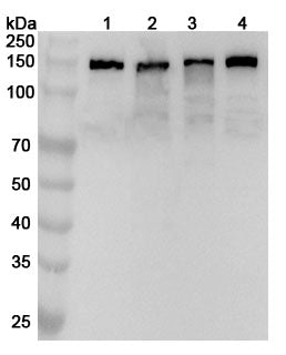 Western blot analysis was performed using anti-GOLGA2 polyclonal antibody at 1ug/mL on various samples.
Lane 1: Hela cell lysate
Lane 2: A549 cell lysate
Lane 3: HepG2 cell lysate
Lane 4: K562 cell lysate