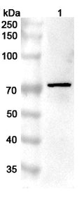 Western blot analysis was performed using anti-PRKCQ polyclonal antibody at 1μg/ml on various samples.
Lane 1: HepG2 cell lysate