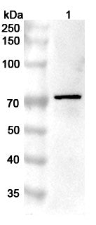 Western blot analysis was performed using anti-PRKCQ polyclonal antibody at 1μg/ml on various samples.
Lane 1: HepG2 cell lysate