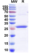 Recombinant Human CRHR2 Protein, N-His-SUMO