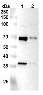 Western blot analysis was performed using anti-LMAN2 polyclonal antibody at 1μg/ml on various samples.
Lane 1: Hela cell lysate
Lane 2: Jurkat cell lysate