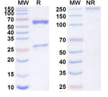 SDS-PAGE for Anti-Human TRIM28 IP Antibody (SAA0249)