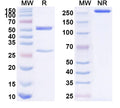 SDS-PAGE for Anti-Human CD242/ICAM4 Antibody (SAA1587)