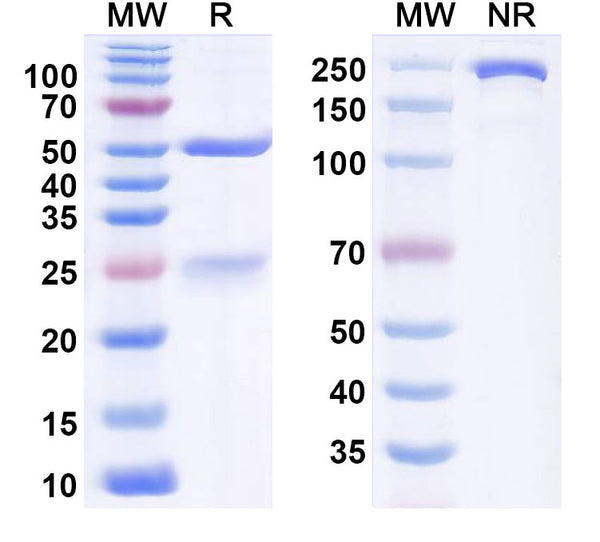 Anti-Human LIV-1/Zip6 Reference Antibody (Ladiratuzumab) – Figure 1 of 1