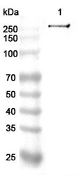 Western blot analysis was performed using anti-TJP1 polyclonal antibody at 1ug/mL  on various samples.
Lane 1: K562 cell lysate