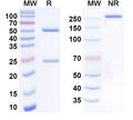 Anti-Human PTK7/CCK-4 Reference Antibody (Cofetuzumab) – Figure 1 of 1