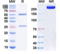 SDS-PAGE for InVivoMAb Anti-Human FAP & CD3E Antibody (Iv0277)