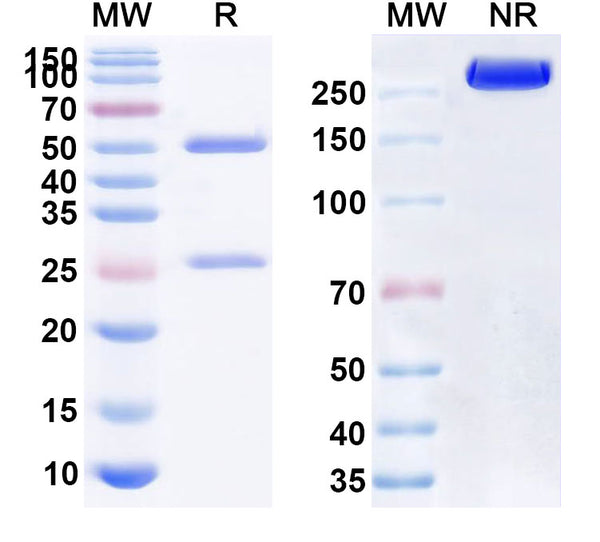 SDS-PAGE for InVivoMAb Anti-Human FAP & CD3E Antibody (Iv0277)
