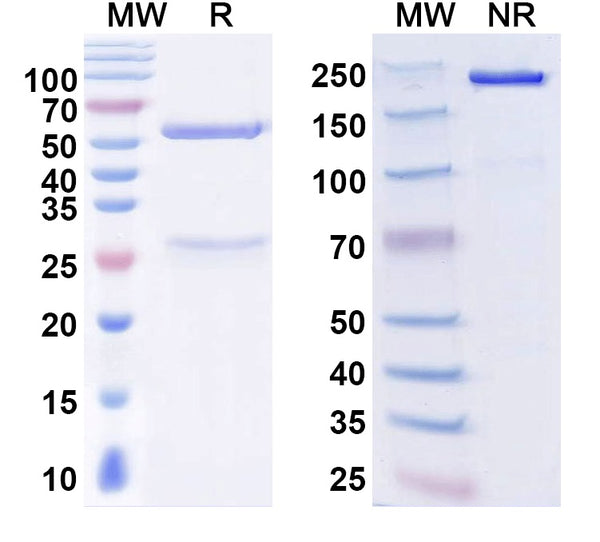 SDS-PAGE for Anti-TDP43 Antibody (L95A/42)