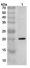 Western blot analysis was performed using anti-HSPB3 polyclonal antibody at 1ug/mL on various samples.
Lane 1: Mouse heart lysate