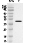Western blot analysis was performed using anti-Human DSG2 polyclonal antibody at 1ug/mL on recombinant Human DSG2 (Catalog No. HC461012).