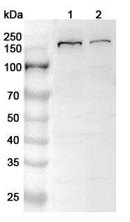 Western blot analysis was performed using anti-FLII  polyclonal antibody at 1ug/mL on various samples.
Lane 1: HepG2 cell lysate
Lane 2: A549 cell lysate