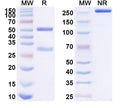 SDS-PAGE for Anti-Human CD91/LRP1 Antibody (SAA1580)