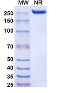 Anti-Human BTN1A1/Butyrophilin Reference Antibody (Nelmastobart) – Figure 1 of 1
