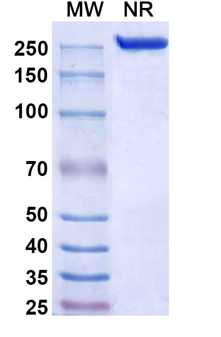 Anti-Human BTN1A1/Butyrophilin Reference Antibody (Nelmastobart) – Figure 1 of 1