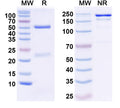 SDS-PAGE for InVivoMAb Anti-Human CXCL9/MIG Antibody (Iv0087).