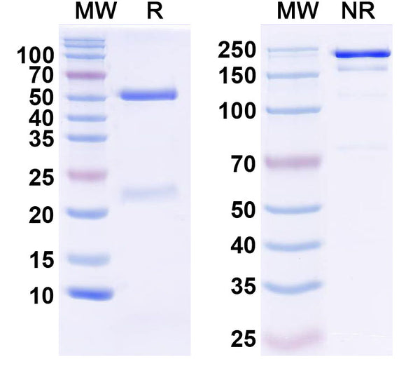 SDS-PAGE for InVivoMAb Anti-Human CXCL9/MIG Antibody (Iv0087).