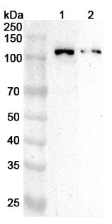 Western blot analysis was performed using anti-CUL1 polyclonal antibody at 1ug/mL  on various samples.
Lane 1: Mouse brain lysate
Lane 2: Rat brain lysate