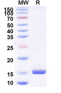 SDS-PAGE for Anti-Human BAX Nanobody (SAA1222)