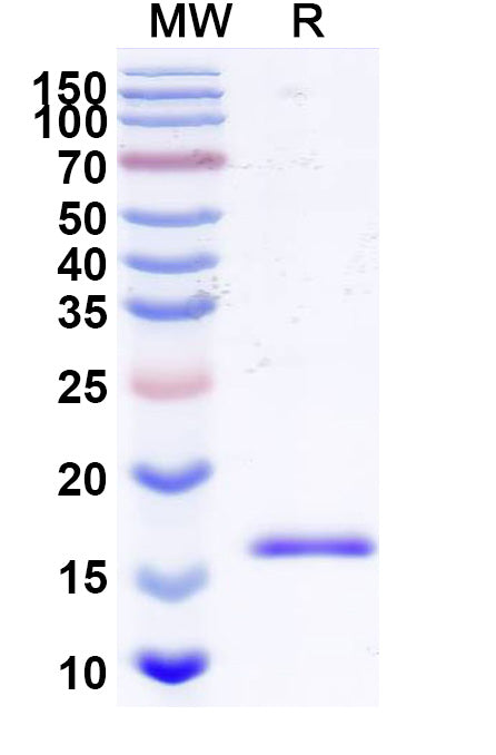SDS-PAGE for Anti-Human BAX Nanobody (SAA2133).