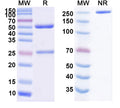 Anti-Human Mesothelin Reference Antibody (Amatuximab) – Figure 1 of 3
