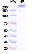 Anti-Human Mesothelin Reference Antibody (Misitatug) – Figure 1 of 1