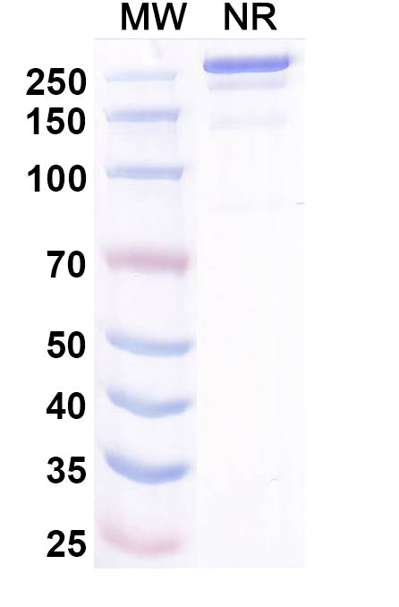 Anti-Human Mesothelin Reference Antibody (Misitatug) – Figure 1 of 1