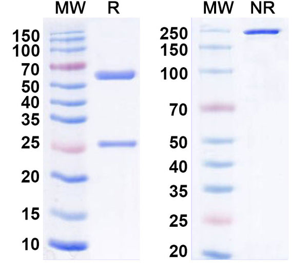 SDS-PAGE for Anti-Human MSLN/Mesothelin Antibody (K1)