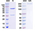 SDS-PAGE for Anti-Doc2b Antibody (N150/21)