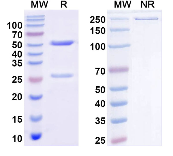SDS-PAGE for Anti-Doc2b Antibody (N150/21)