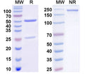 SDS-PAGE for Anti-Doc2b Antibody (N150/40)