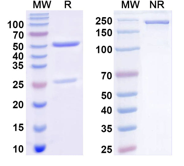 SDS-PAGE for Anti-Doc2b Antibody (N150/40)
