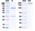 SDS-PAGE for Anti-Human EP300 IP Antibody (SAA0246)