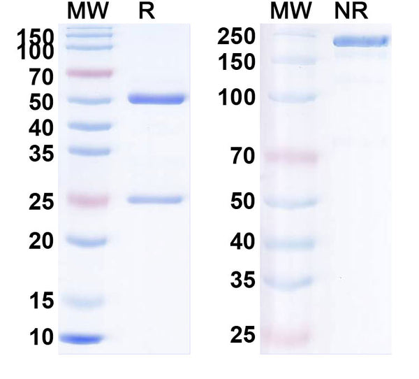 SDS-PAGE for Anti-Human EP300 IP Antibody (SAA0246)